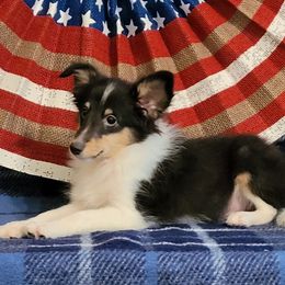 Jasper - Black white and tan male Shetland Sheepdog puppy in Altha, Florida from Hill Top Shelties