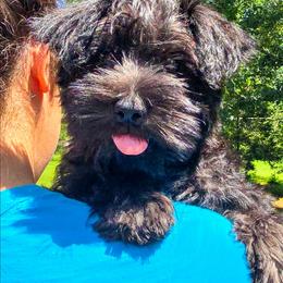 Marlie - Black female Miniature Schnauzer puppy in Dickson, Tennessee from Surely Blessed Mini Schnauzers