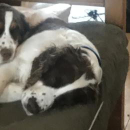 English Springer Spaniels from Gunner Spaniel
