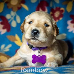 Golden Retriever Puppies from Happy Tails