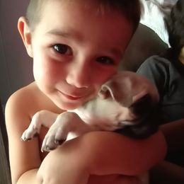 Pug All Grown Up from Little River Canyon Pugs