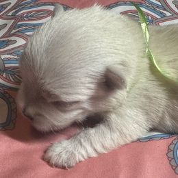 Poodle and West Highland White Terrier Puppies from JJs Puppies of the Carolinas