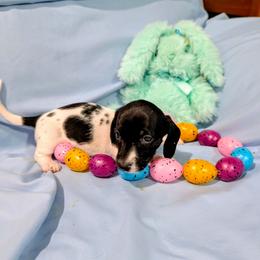 Naomi - Piebald female Dachshund puppy in Jerusalem, Ohio from Twin Hickory Ranch