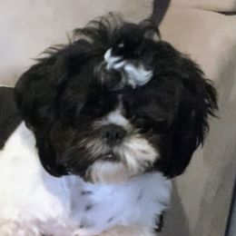 EB - Shih Tzu