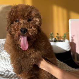 Dakota - Red  male Poodle puppy in Hollywood, Florida from Royal Goldendoodle