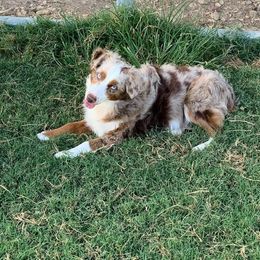 Rosebud - Miniature Australian Shepherd