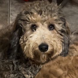 Millie Bobbie - Bernedoodle