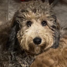 Millie Bobbie - Bernedoodle