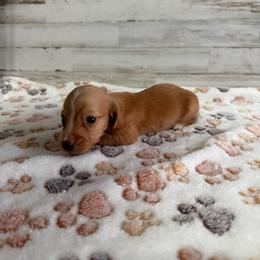 Bentley - Red male Dachshund puppy in Merced, California from JBDKennel