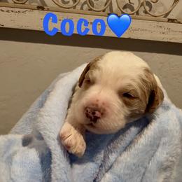 Coco - Apricot male Goldendoodle puppy in Orlando, Florida from Island Doodle Co. - Goldendoodles Raised with Love