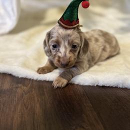 Dachshund Puppies from Doodle Bugs Doxies