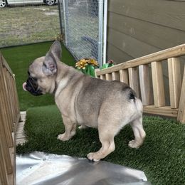 Cha-Cha - Fawn female French Bulldog puppy in Greenville, Texas from Lisa's French Bulldogs