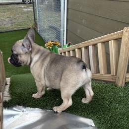 Cha-Cha - Fawn female French Bulldog puppy in Greenville, Texas from Lisa's French Bulldogs