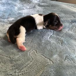 Willow-Girl 2 - Black and cream female Dachshund puppy in Wolf Lake, Indiana from Canisteo Dachshunds