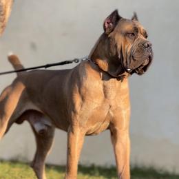 Klaus - Cane Corso