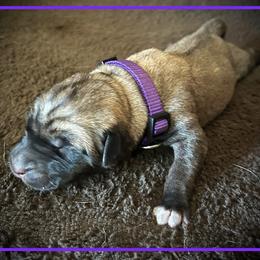 Purple - Fawn female Anatolian Shepherd Dog puppy in Clark, Wyoming from Fyne Acres