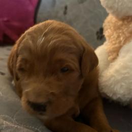 Stitch - Red  male Goldendoodle puppy in Indiana, Pennsylvania from Kathy's Doodles