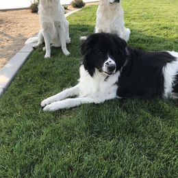 Golden Retriever All Grown Up from Brownfield’s English Cream Golden Retrievers