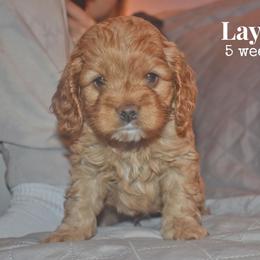 Layke - Red male Cockapoo puppy in Myerstown, Pennsylvania from The Cocker Cingdom