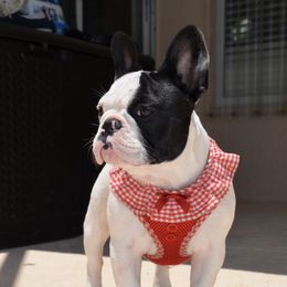 Molly - French Bulldog