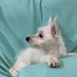 Chesapeake Bay Retriever and West Highland White Terrier Puppies from BlueBelle's Canine Companions