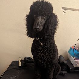Chanel - Poodle