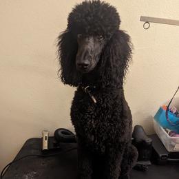 Chanel - Poodle
