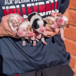 Cavapoo puppies from Ever After Doodles Arizona