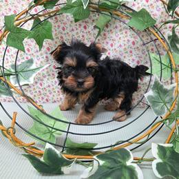 Dex - Blue and gold male Yorkshire Terrier puppy in Monticello, Iowa from Ashley’s Puppies