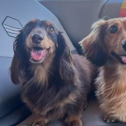Dachshunds from Cynthia’s Royal Dachshunds