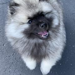 Keeshond Puppies from Peregrine Keeshond