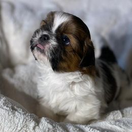 Shih Tzus from Itty Bitty Paws
