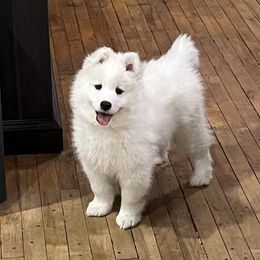 Rosie - White female Samoyed puppy in Stanwood, Washington from The Floof Brigade