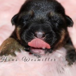 German Shepherd Puppies from Haus Wesmiller