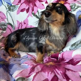 Susi - Dachshund