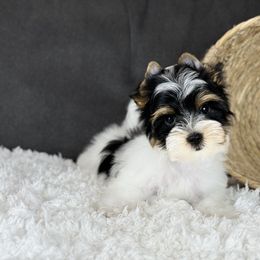 Theo 2,950 - Black tan and white male Biewer Terrier puppy in Liberty, Texas from Tiny Yorkshire pups