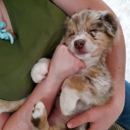 Australian Shepherd Puppies from Winsome Aussies