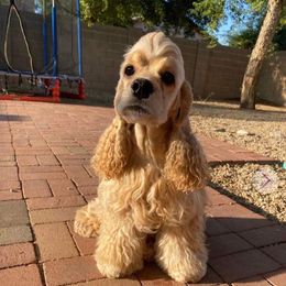 Chad - Cocker Spaniel
