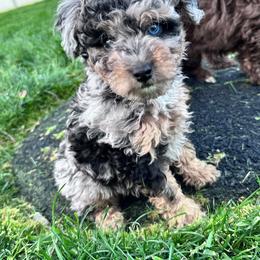 Truffula - Blue merle female Aussiedoodle puppy in Post Falls, Idaho from North Idaho Miniature Aussiedoodles