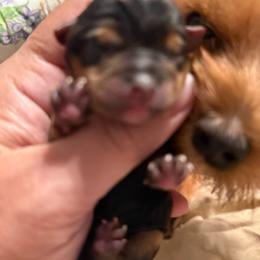 Enzo - Black and tan male Yorkshire Terrier puppy in Tangipahoa County, Louisiana from Riche’ Louisiana Yorkies