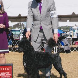 Portuguese Water Dogs from Sailor’s Portuguese Water Dogs