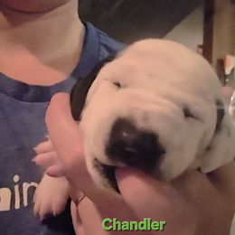 Chandler green collar - White and black male Dalmatian puppy in Palmer, Massachusetts from Delaney's Dalmatians 2