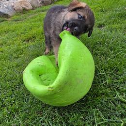 German Shepherd Puppies from Slippery Slope Shepherds