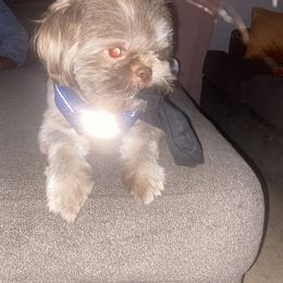Shih Tzu Puppies from Casa de Santiago