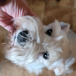DIAMOND  - Miniature Schnauzer
