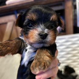 Ember glow - Black and tan female Yorkshire Terrier puppy in Coeur D Alene, Idaho from Cozy Coeur Yorkies