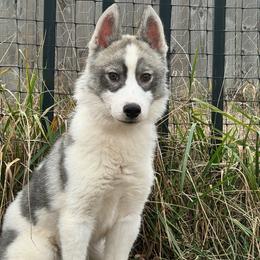 Luke - Black and white male Siberian Husky puppy in Mechanicsville, Virginia from Shinko Siberians