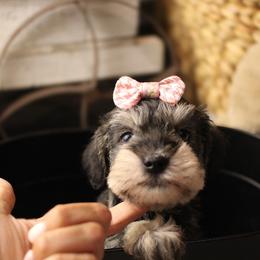 Pepper - Salt and pepper female Miniature Schnauzer puppy in Yucaipa, California from Mt. View's Pretty Little Schnauzers