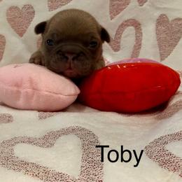 Toby - Tricolors male French Bulldog puppy in San Antonio, Texas from Chary's Elite Frenchies