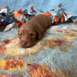 Berry - Red female Dachshund puppy in Yucaipa, California from Motorhead Dachshunds